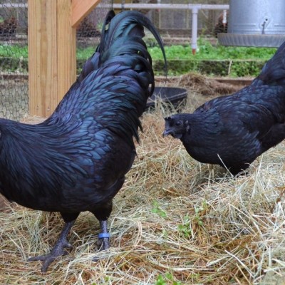 Ayam Indonesia Ini Populer di Amerika!