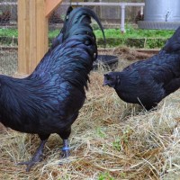 Ayam Indonesia Ini Populer di Amerika!