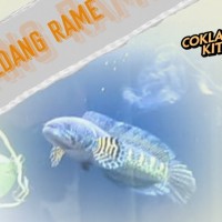 Selagi Berkura-kura dalam Berlagu, Kini Roby Dohem Hadir Dengan Channa Tawa