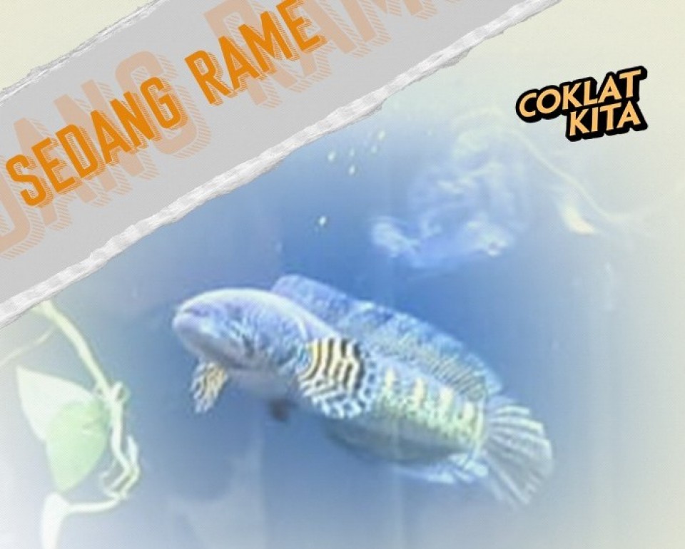 Selagi Berkura-kura dalam Berlagu, Kini Roby Dohem Hadir Dengan Channa Tawa