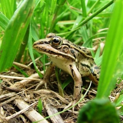 Kodok Ini Laku di Pasaran Dunia!
