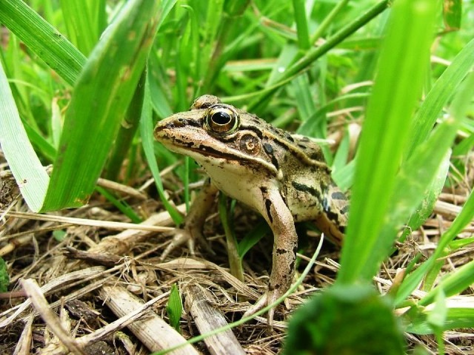 Kodok Ini Laku di Pasaran Dunia!