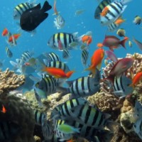 Cari Diving Spot Paling Indah? Indonesia Juaranya!