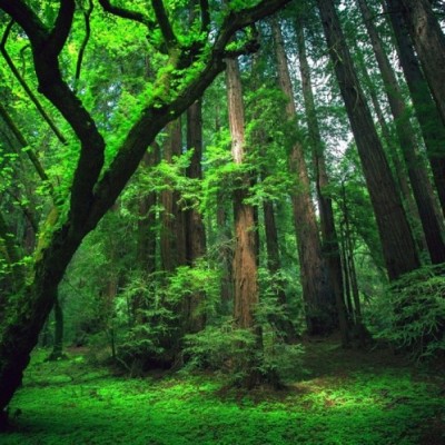 Gawat, 6 Flora Ini Terancam Punah di Indonesia!