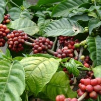 Sehat Itu Butuh Daun Kopi!