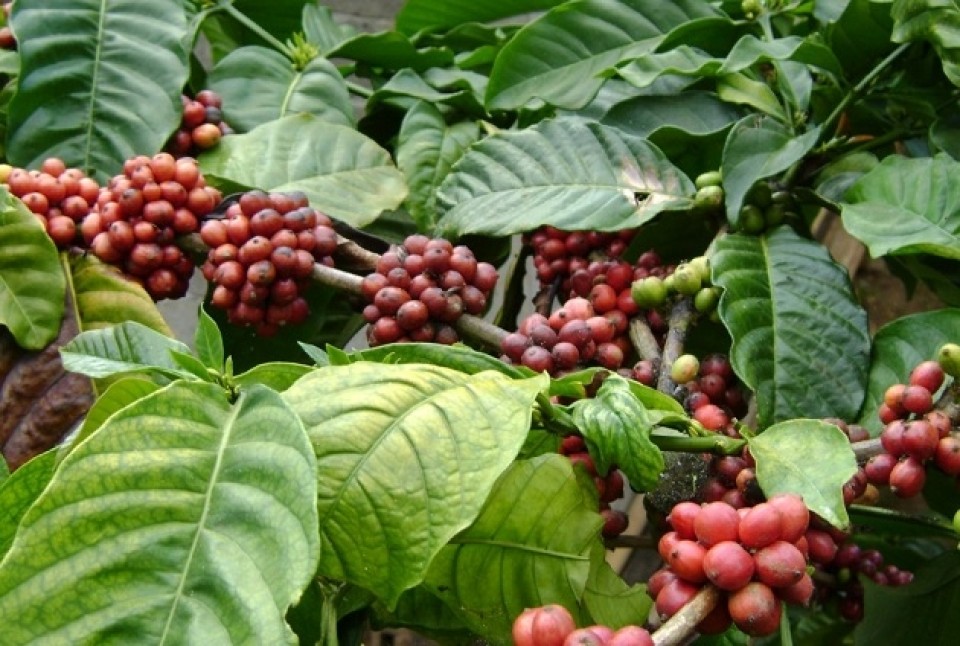 Sehat Itu Butuh Daun Kopi!