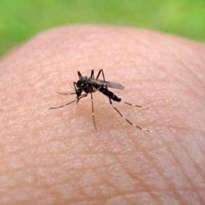 Yuk, Jadi Musuh Nyamuk Sekarang!