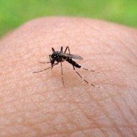 Yuk, Jadi Musuh Nyamuk Sekarang!