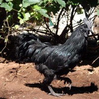 Populer di Amerika, Ayam Cemani Ternyata Punya 6 Hal Ini!