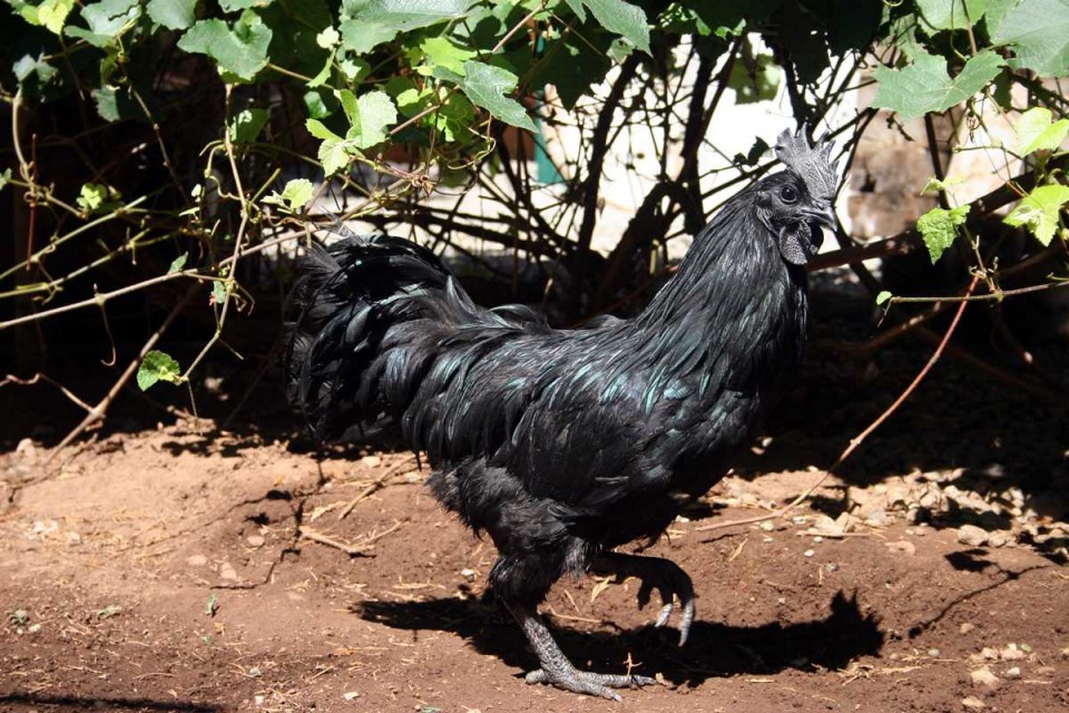 Populer di Amerika, Ayam Cemani Ternyata Punya 6 Hal Ini!