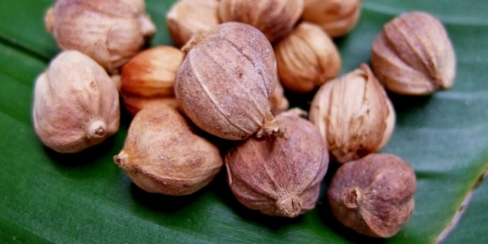 Wajib Dicoba, Ini 4 Manfaat Kapulaga!