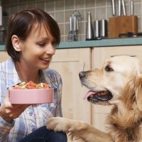 Bahaya, Jangan Berikan Makanan Ini Buat Anjing!