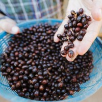 “Gajah” Mengalahkan “Luwak” di Pasaran Kopi Dunia!