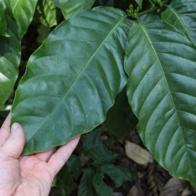 Ingin Sehat? Ini Ramuannya!