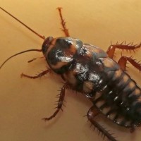 Kecoa Bisa Evakuasi Korban Gempa!