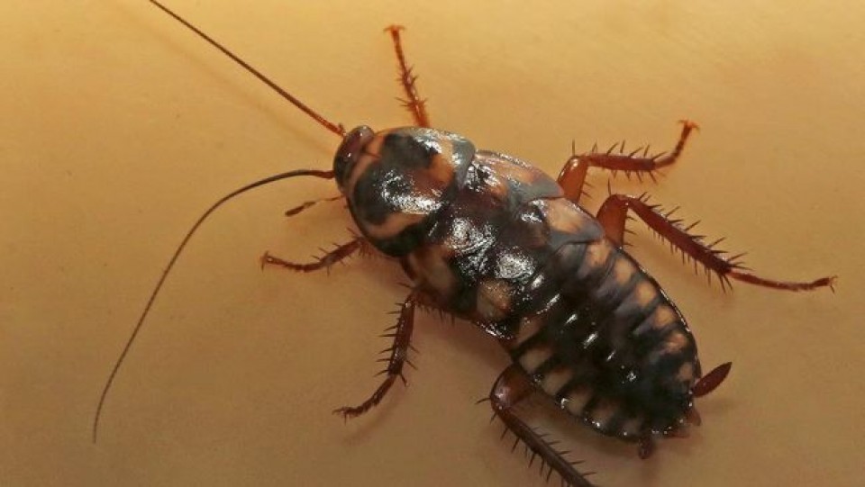 Kecoa Bisa Evakuasi Korban Gempa!