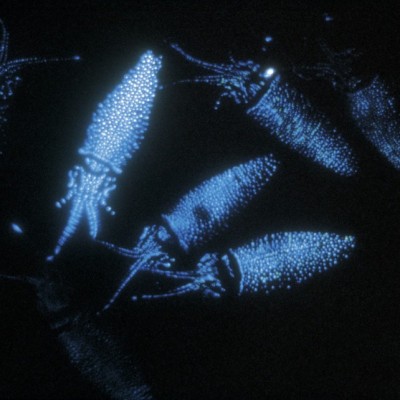 Cumi Bercahaya Dari Jepang