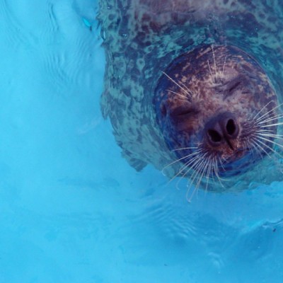 Anjing Laut paling Bahagia di Dunia