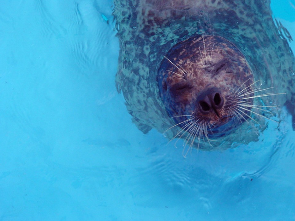 Anjing Laut paling Bahagia di Dunia