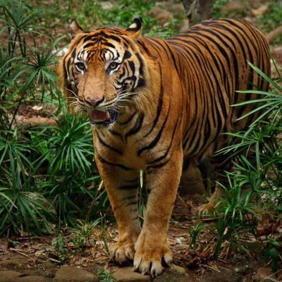 Tragis, 7 Fauna Indonesia Ini Terancam Punah!