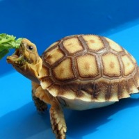 Gantungan Kunci Hewan Hidup