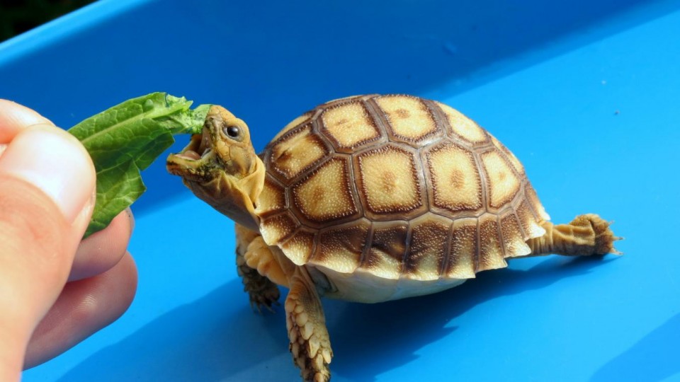 Gantungan Kunci Hewan Hidup