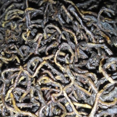 Kurang Nafsu Makan? Konsumsi Cacing