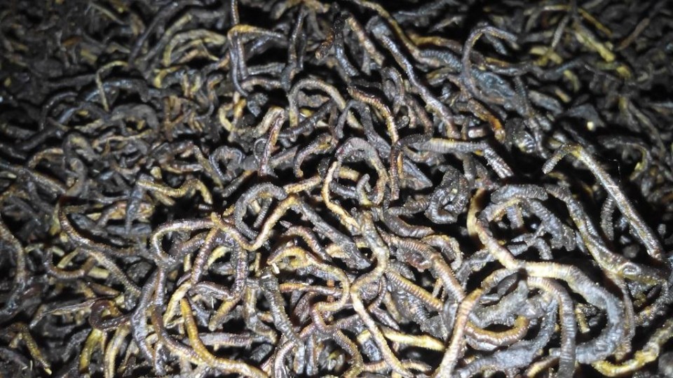 Kurang Nafsu Makan? Konsumsi Cacing