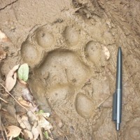 Penemuan Jejak Yeti di Rusia