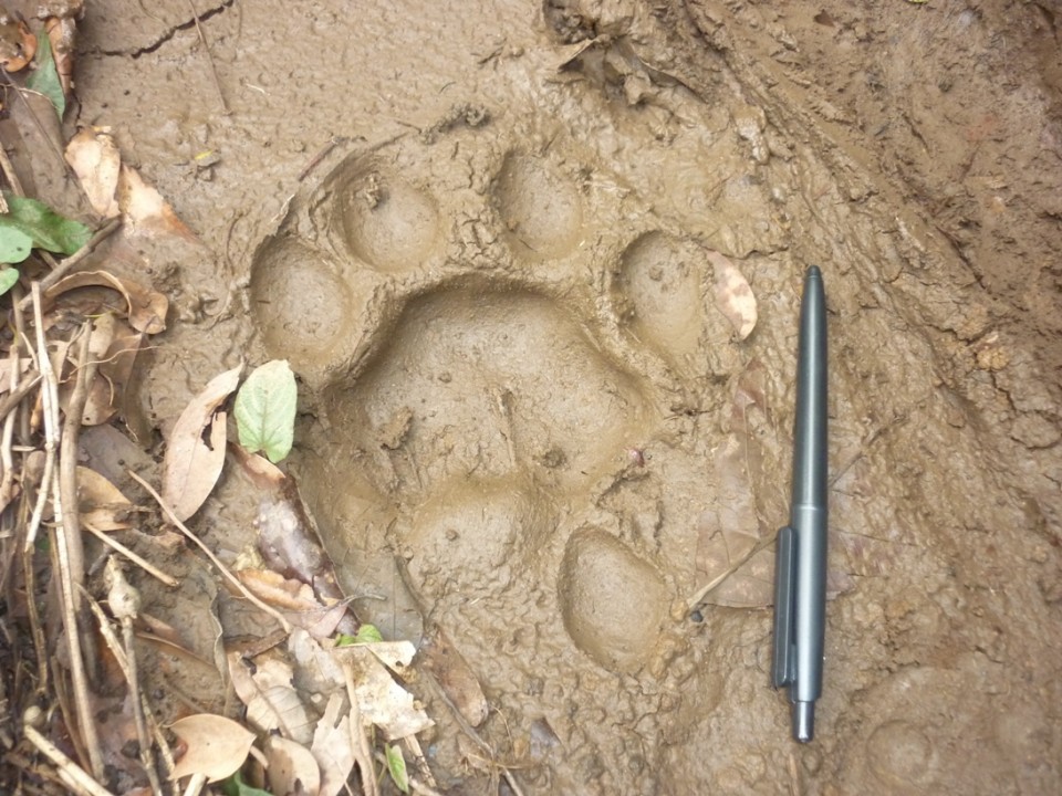 Penemuan Jejak Yeti di Rusia