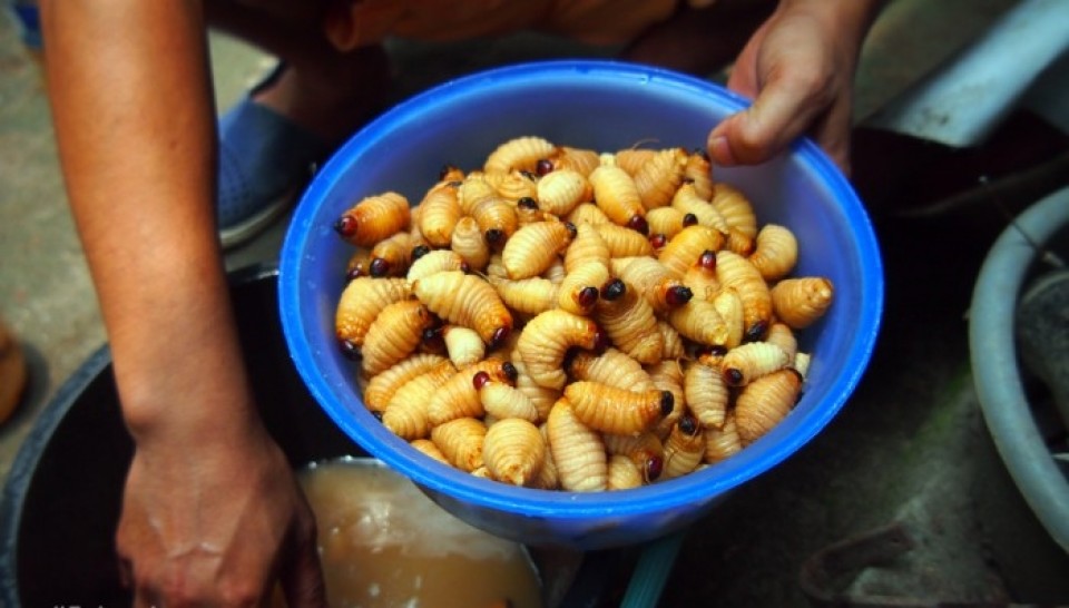 Ini Dia Makanan Khas dari Ulat Sagu