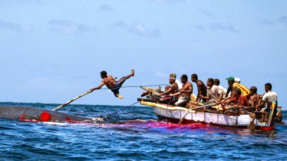 Para Pemburu Paus dari Lamalera, Nusa Tenggara Timur