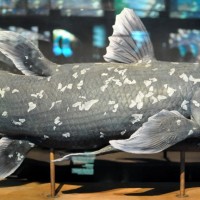 Ikan Purba 'Bangkit' Lagi