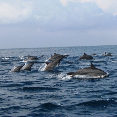 Saling Sapa a la Lumba-lumba