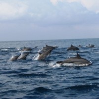 Saling Sapa a la Lumba-lumba