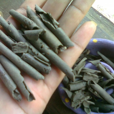 Makan Ampo Benar Berkhasiat?