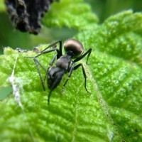 Semut Hitam, Sang Penyelamat