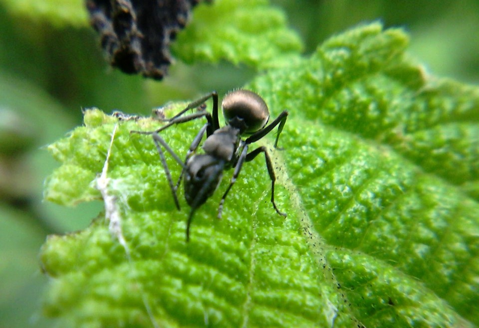 Semut Hitam, Sang Penyelamat