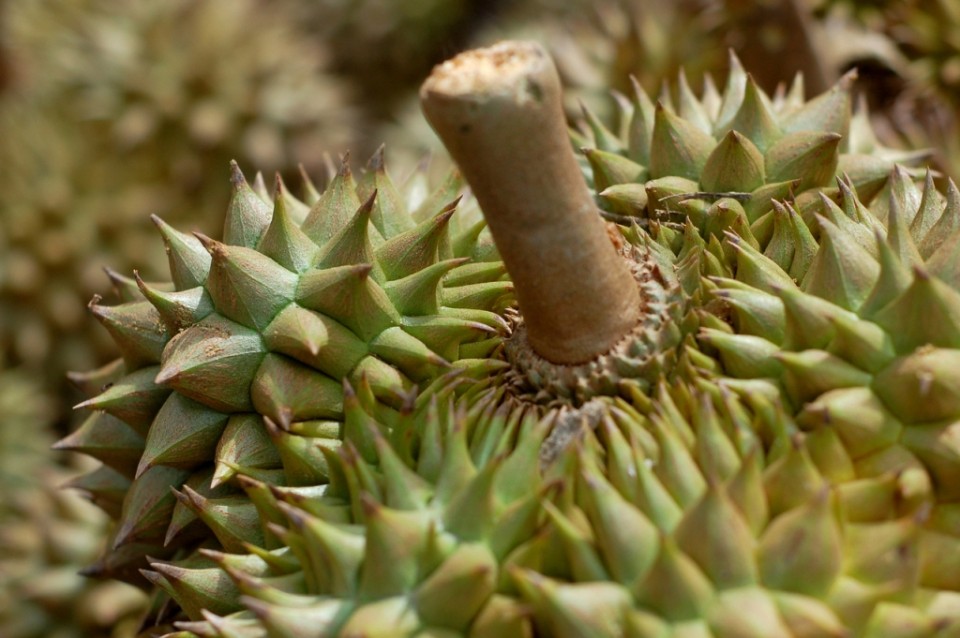 Tips Memilih Durian The King of Fruit