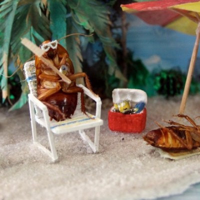 Di Texas, Kecoa Mendadak Tenar!