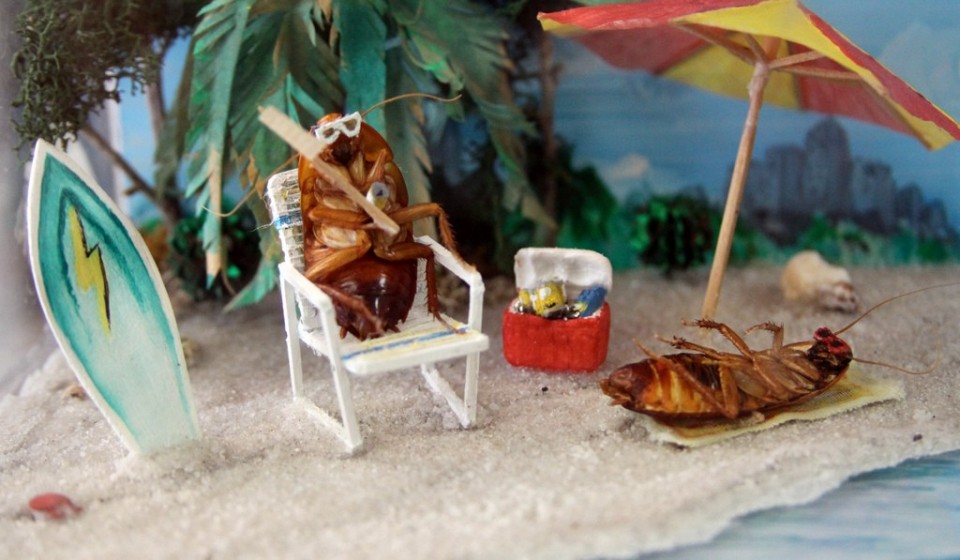 Di Texas, Kecoa Mendadak Tenar!