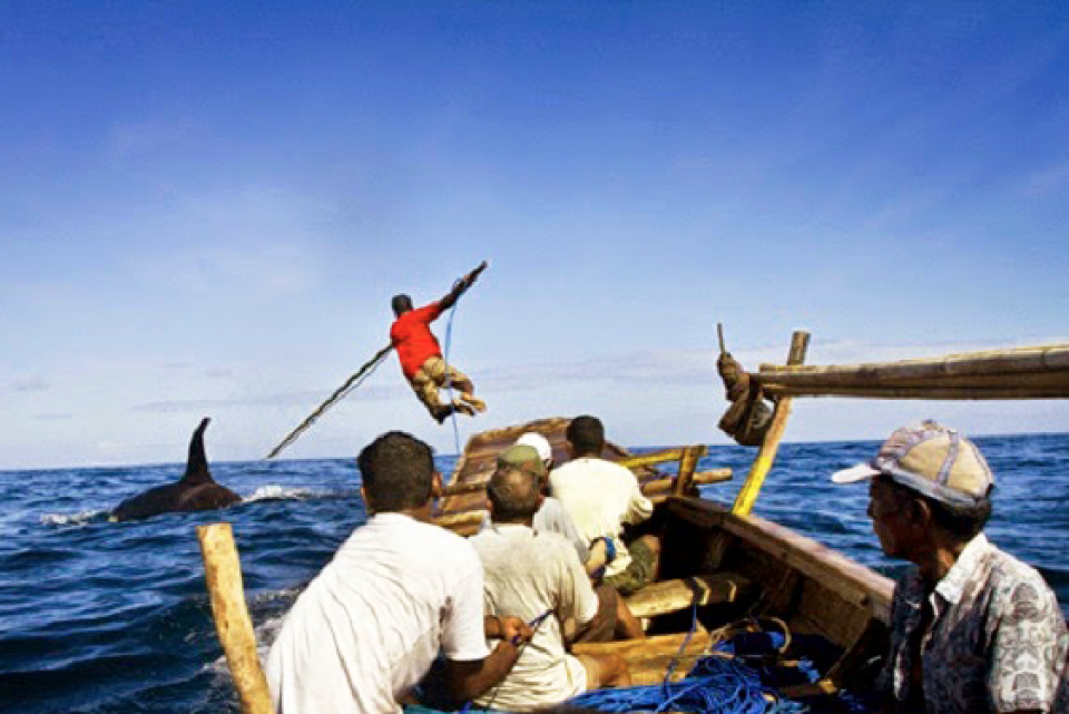 Bagian 3 (Tamat) Lamafa ; Para Pendekar Paus Perairan Laut Savu 