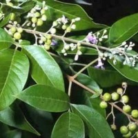 Legundi Si Liar yang Bermanfaat