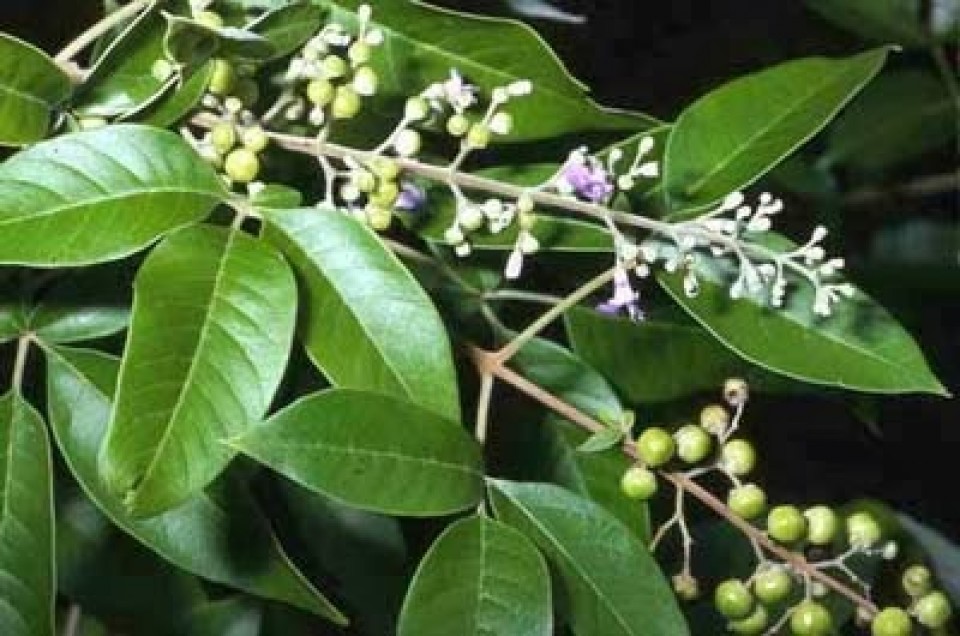 Legundi Si Liar yang Bermanfaat