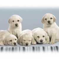 Gaji Ratusan Juta Dari Cicip Makanan Anjing